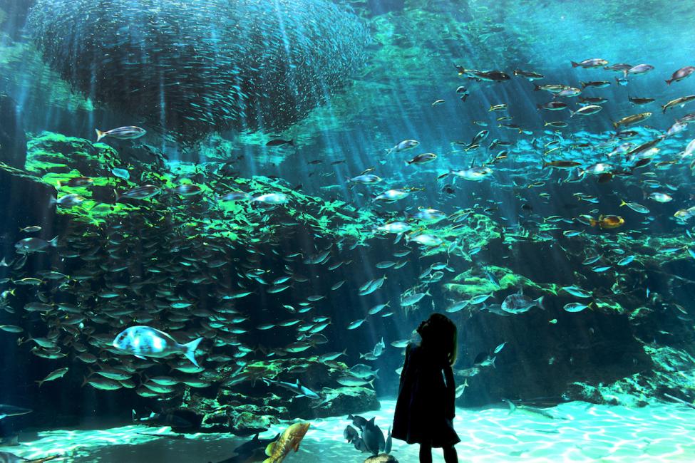 【日本 | 景點門票】日本九州長崎|九十九島水族館・海閃閃 門票