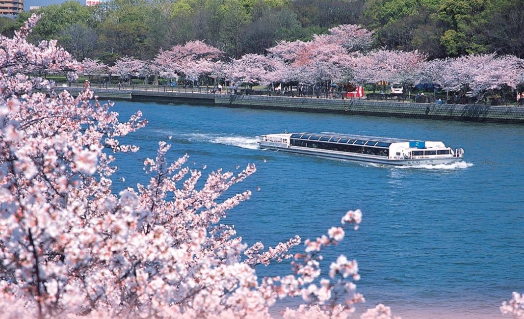 【日本 | 行程&體驗】關西賞櫻一日遊|水上巴士賞櫻船・背割堤櫻花隧道・大阪城公園千本櫻・京都宇治散策|大阪出發